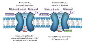 Frolich - NMDA blocked by ketamine